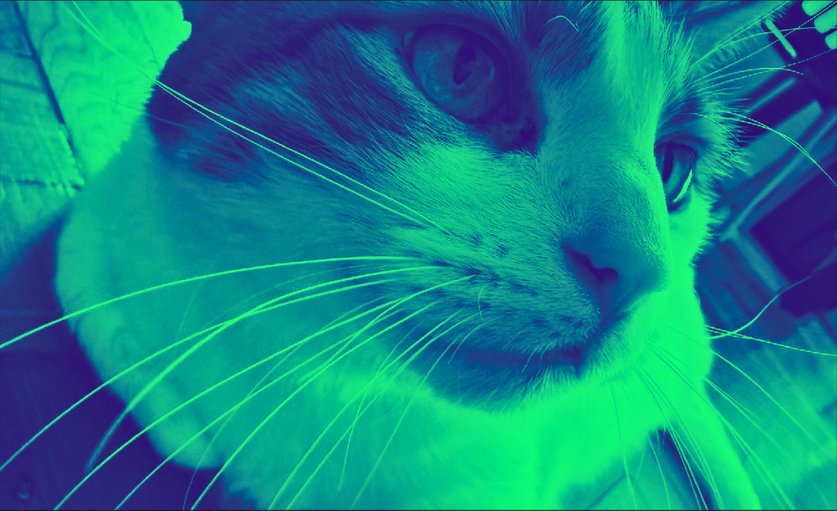 El gato