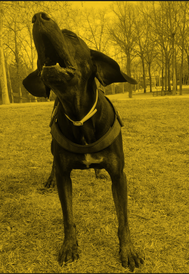 El perro